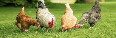 Maga, az ördög 🐓