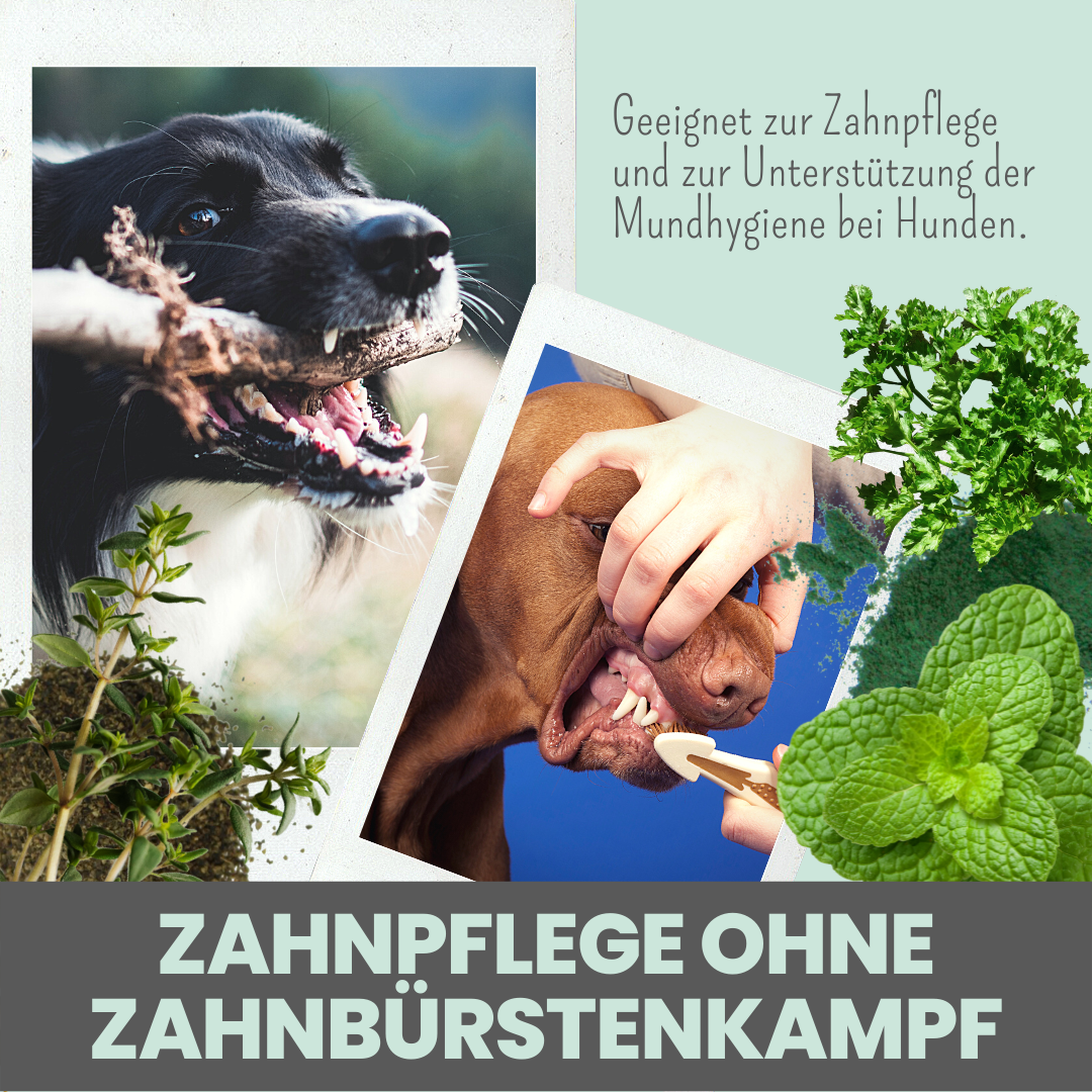 Noms+ Dentalmix természetes fogápoló por kutyáknak egyszerű használat