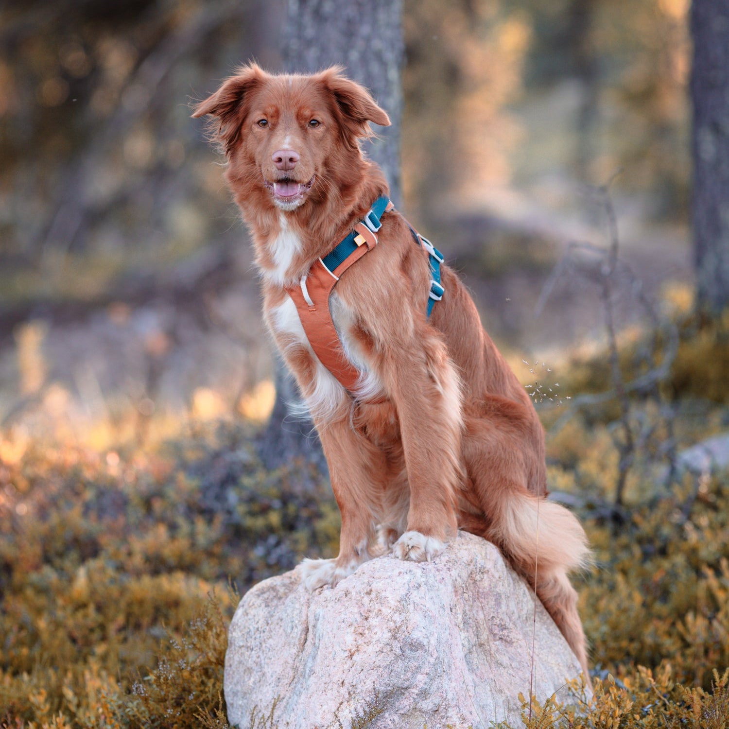 Woolly Wolf kutyahám, aktív kutyáknak a természetben