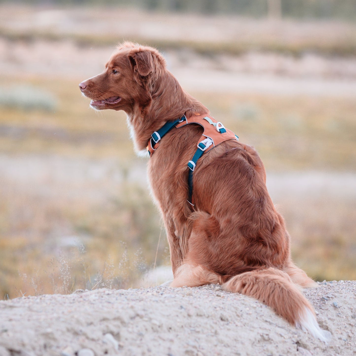 Woolly Wolf kutyahám, aktív kutyáknak