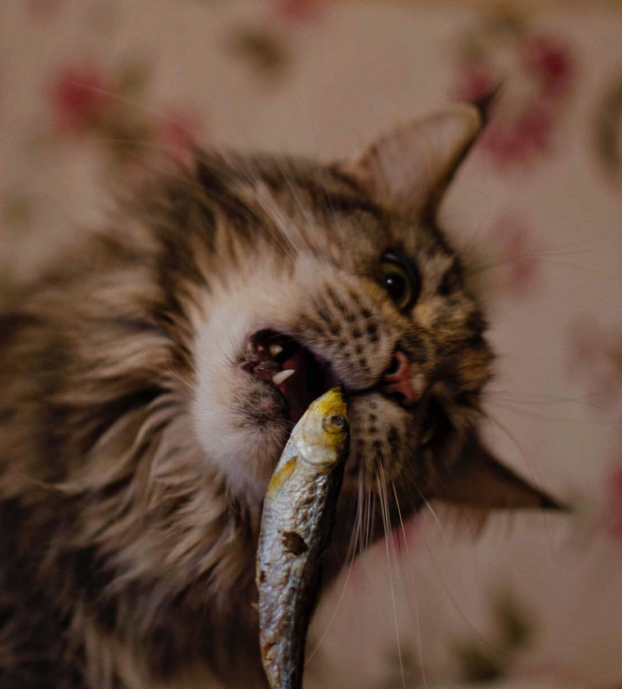 Vadon Fogott Szardella - Fagyasztva Szárított