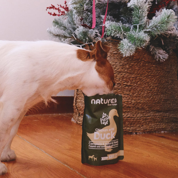 Naturea nedves eledel kacsa és csirkehússal miközben a kutyus eszi