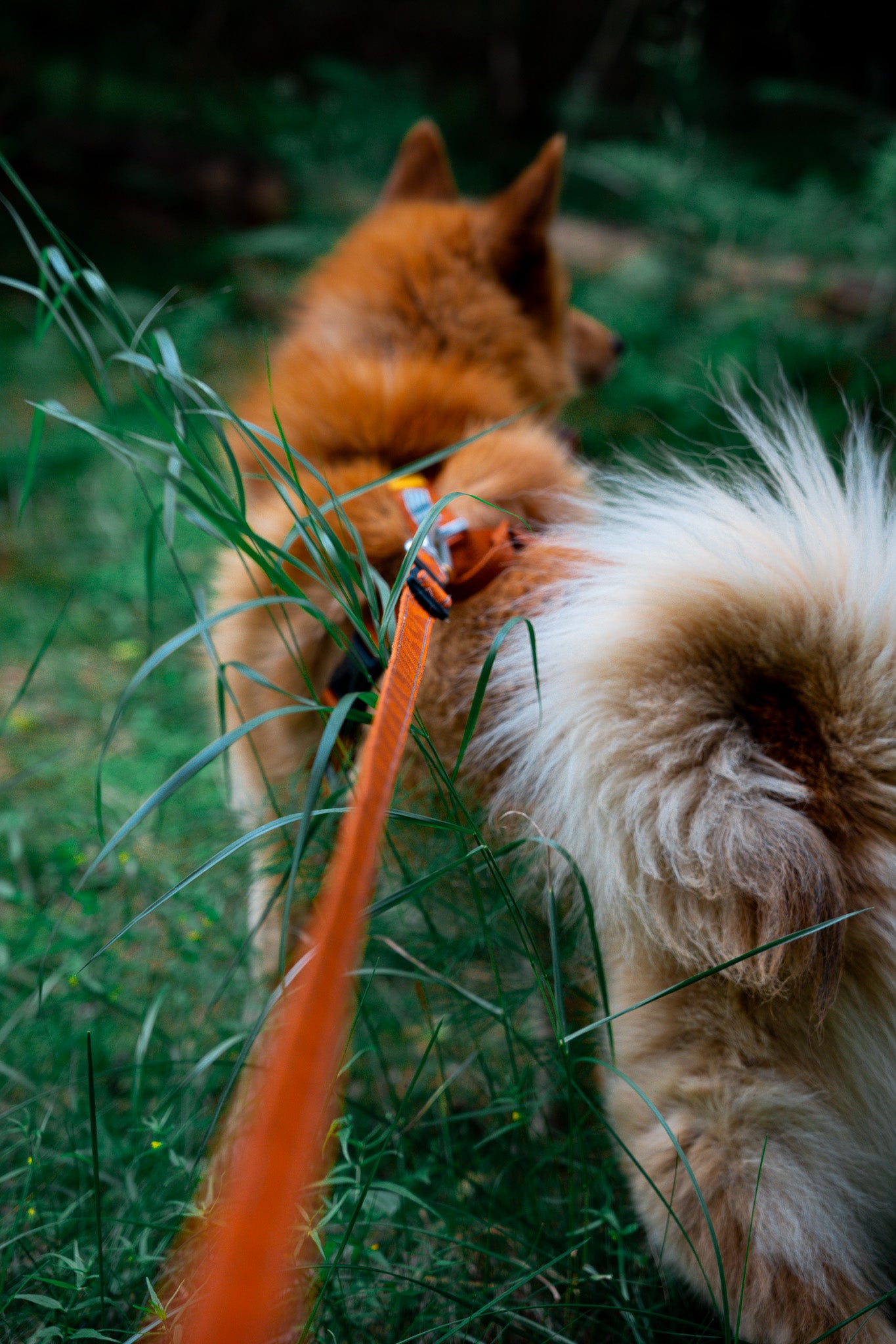 Woolly Wolf Roam Terracotta Ripple hám