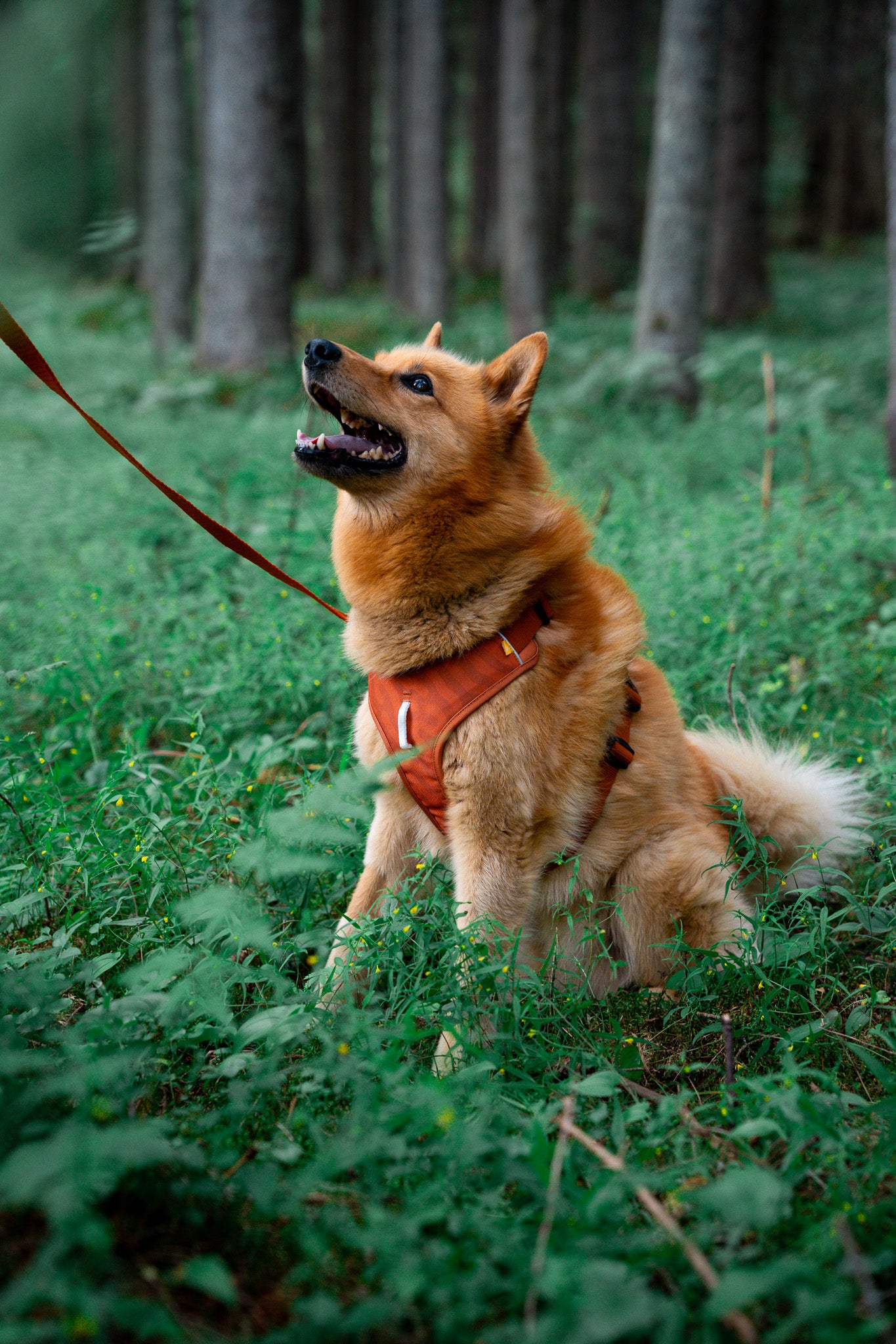 Woolly Wolf Roam Terracotta Ripple hám