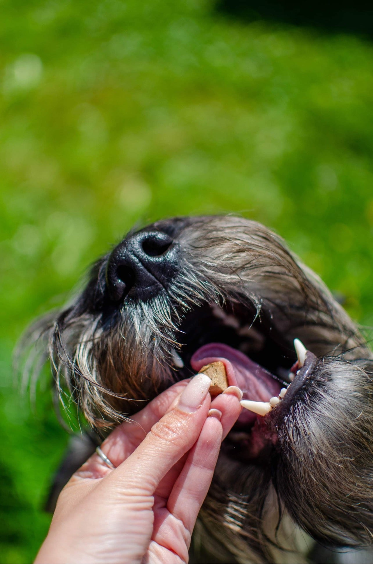 Báránymáj + Áfonya - Fagyasztva Szárított