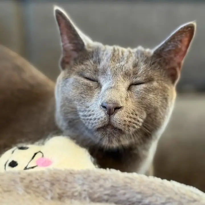 Mr. Spooky macskajáték