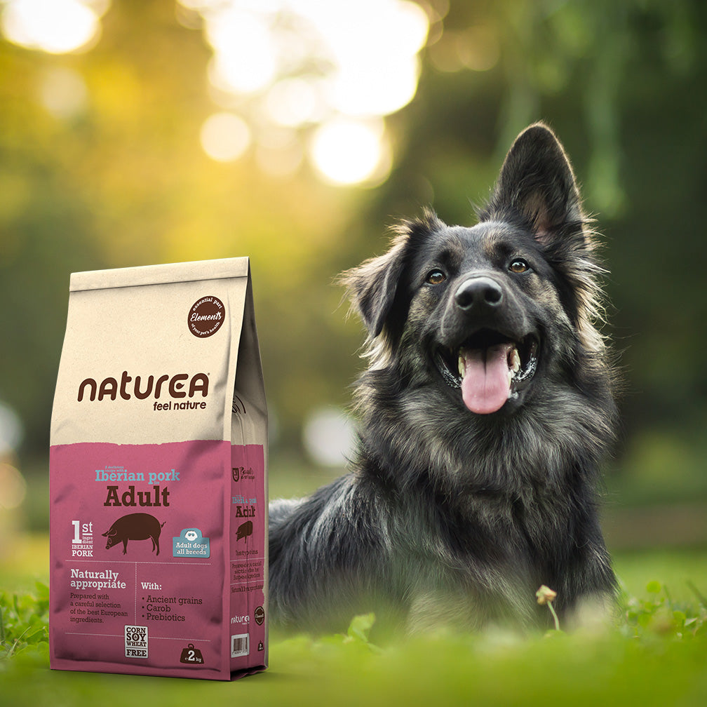 Boldog, egészséges felnőtt kutya Naturea Elements Iberian Pork táppal etetve