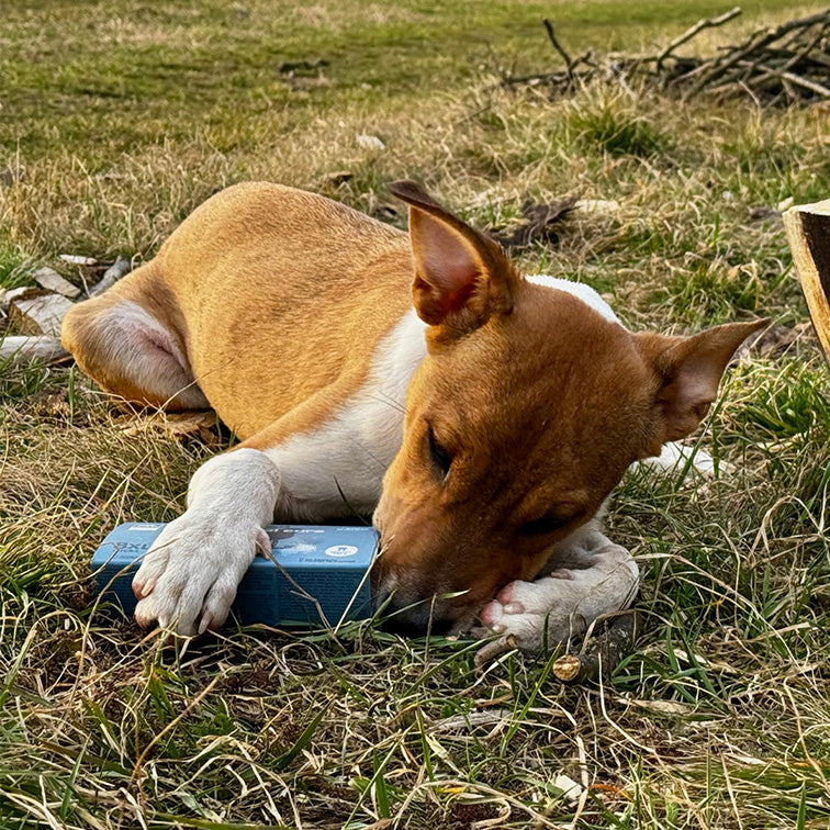 Naturea fogtisztító rágóka kiskutyával
