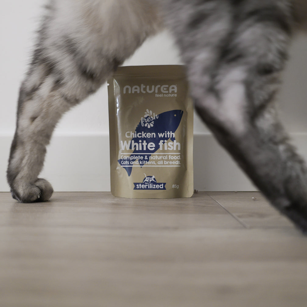 Naturea nedves eledel macskáknak fehér hallal és egy cica