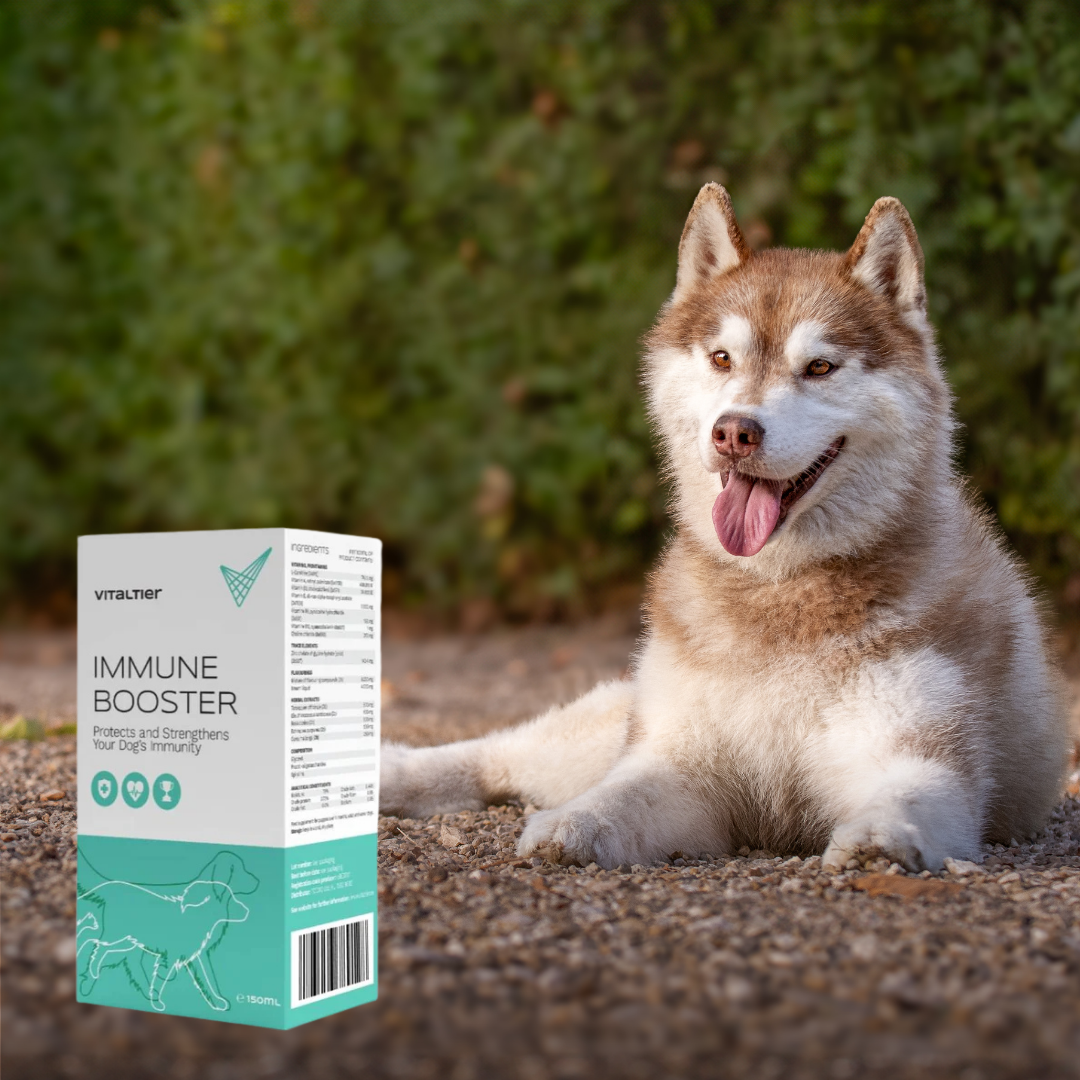 Vitaltier Immune Booster – Immunrendszer-támogatás kutyáknak