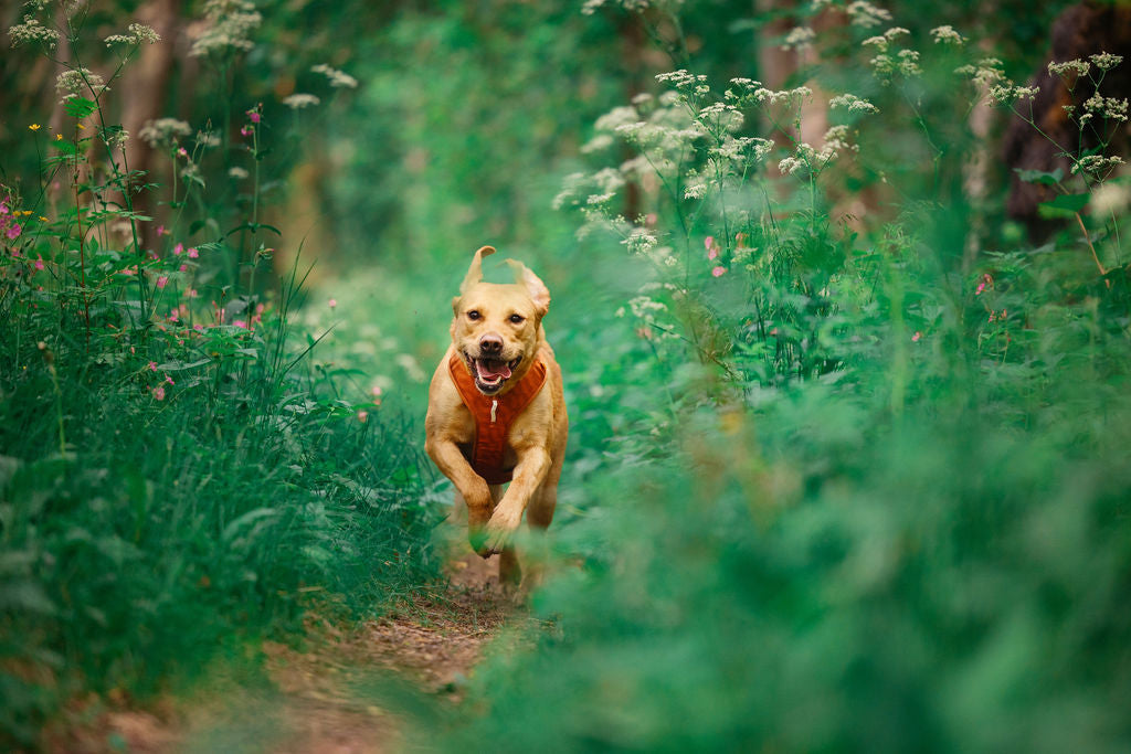Woolly Wolf Roam Terracotta Ripple hám