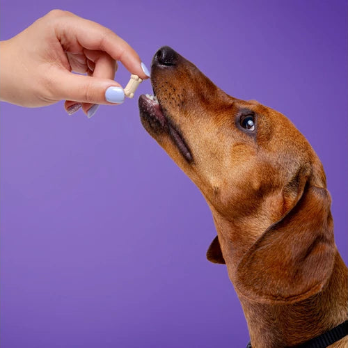 Furree Kollagén Komplex – ízület-, bőr- és emésztéstámogatás kutyáknak