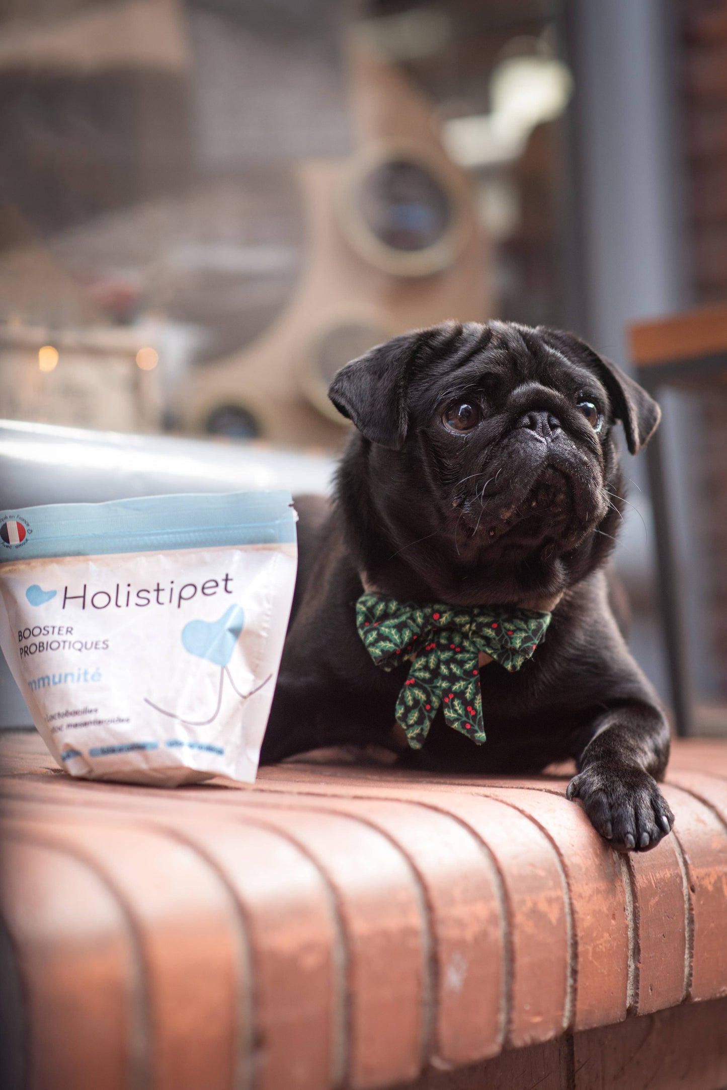 Holistipet probiotikum kutyáknak- az egészséges bélfóra és erős immunrendszer kulcsa