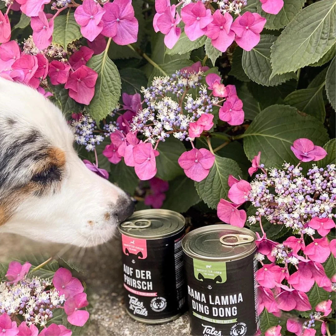 Lóhús hipoallergén Konzerv Kutyaeledel - 400g