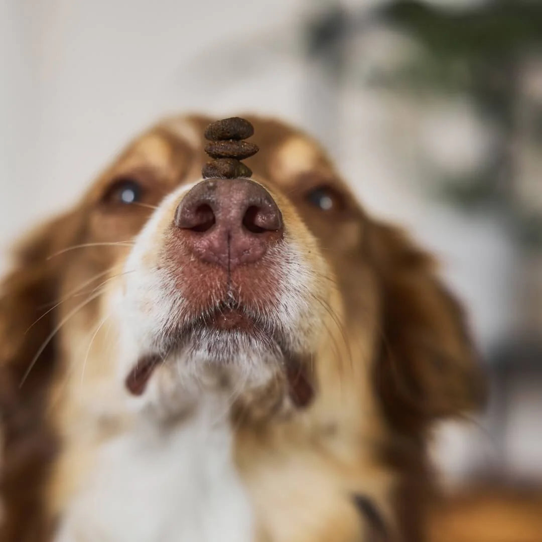 Tales & Tails félnedves táp felnőtt kutyáknak - Lóhús