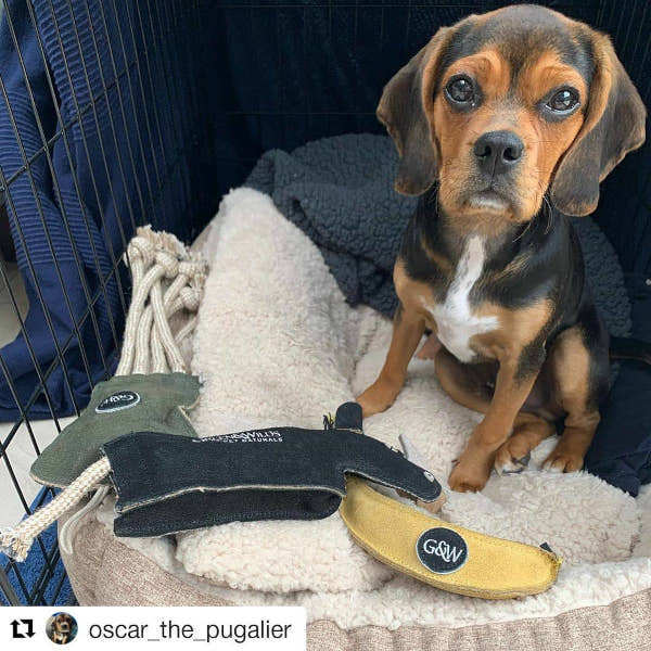 Ronnie a rinocérosz - kutyajáték