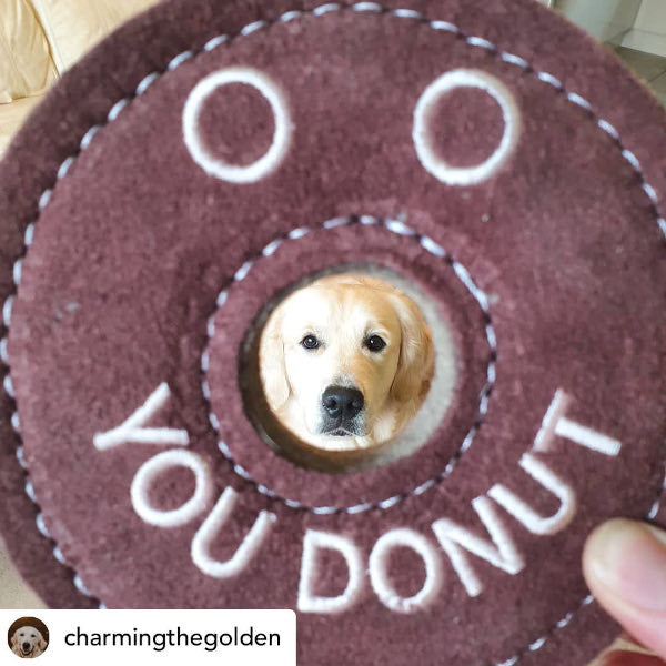 Donut a fánk - kutyajáték