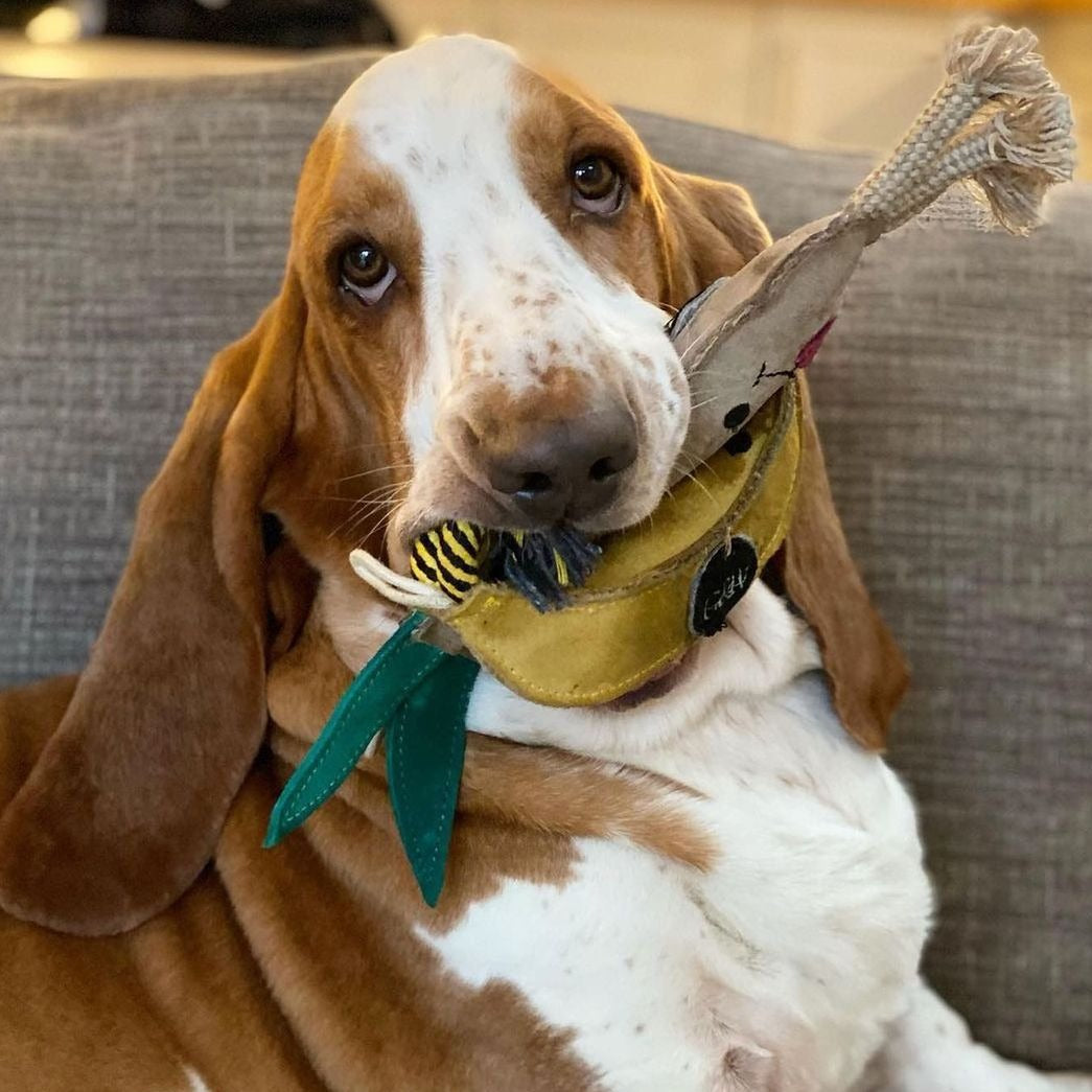 Lenny a póréhagyma - kutyajáték