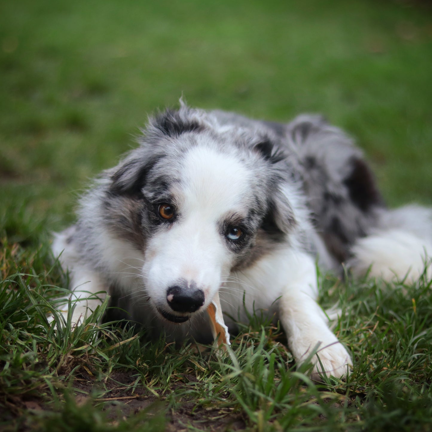 Szárított Szőrős Nyúlfül - Pet Farm Family