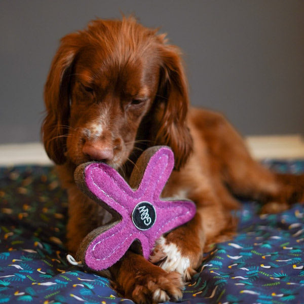 Stanley a tengeri csillag - kutyajáték