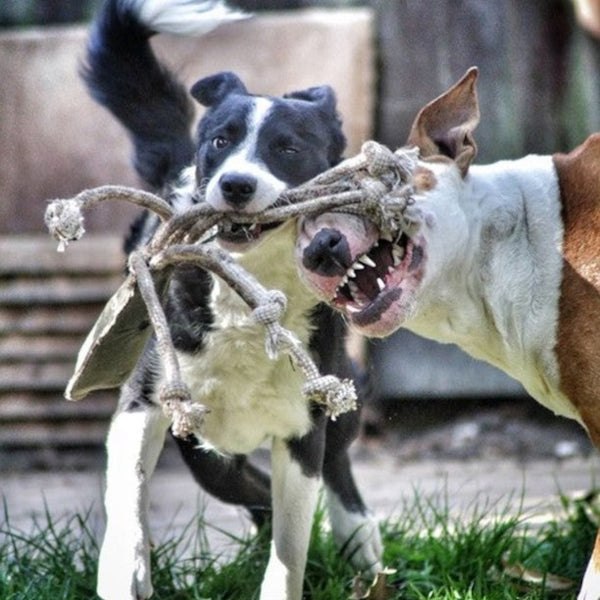 Olive a polip - kutyajáték