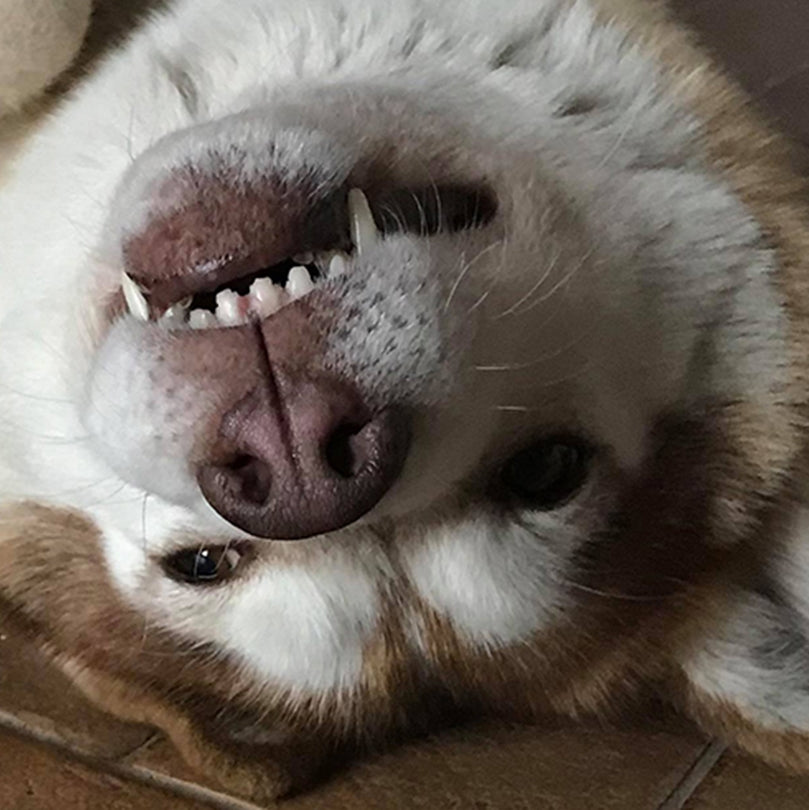 Dentanol Fogkő, Fogínygyulladás & Szájszag Elleni Por Kutyáknak & Macskáknak - Leiky