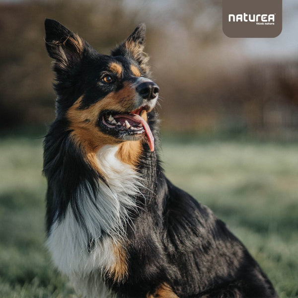 Joghurtos, Diós, Mézes Keksz Kutyáknak