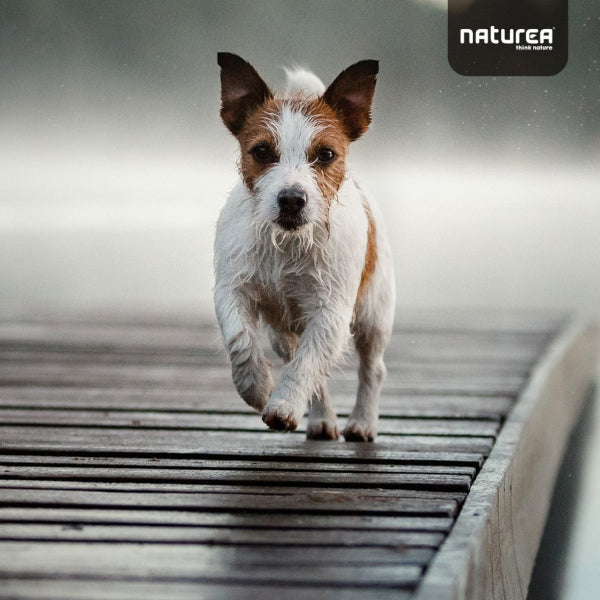 Halas, Olivaolajos Keksz Kutyáknak