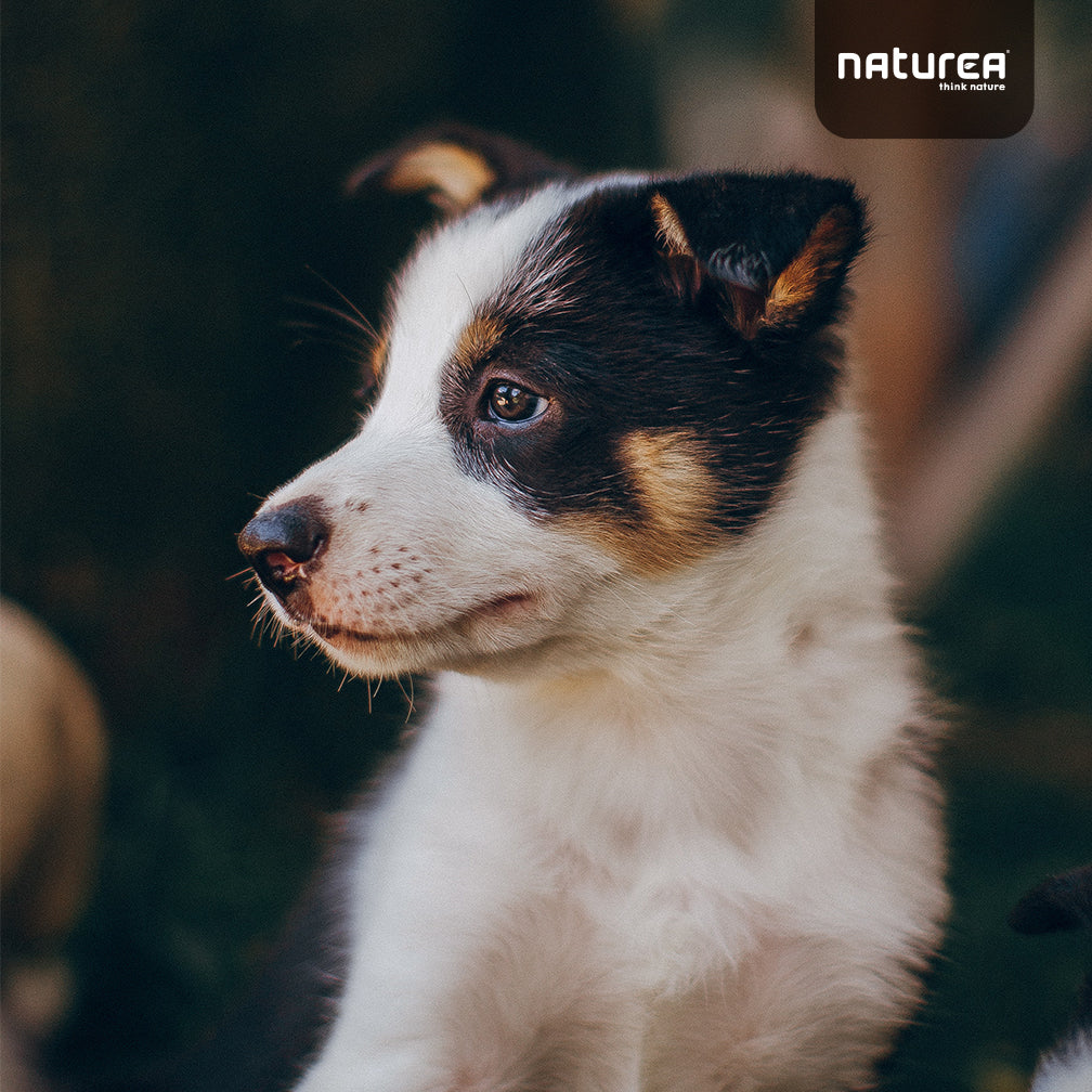 Naturea Elements Kutyatáp kölyök kutyáknak - Kóstoló csomag 100 gr