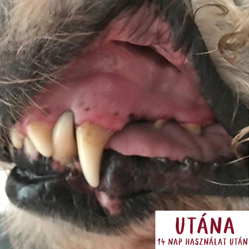Dentanol Fogkő, Fogínygyulladás & Szájszag Elleni Por Kutyáknak & Macskáknak - Leiky