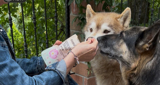 Természetes védelem kutyáknak kullancs, bolha és szívféreg ellen – amit minden gazdinak tudnia érdemes