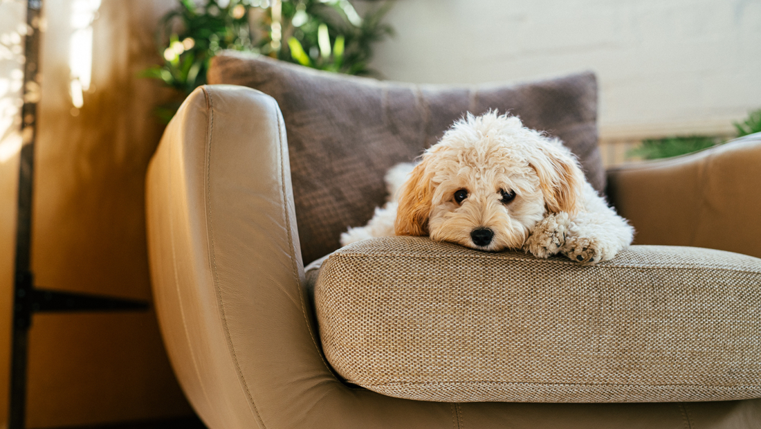 Kímélő diéta hasmenés esetén – Mit egyen a kutyám, ha tartósan hasmenése van?