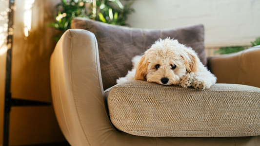 Kímélő diéta hasmenés esetén – Mit egyen a kutyám, ha tartósan hasmenése van?
