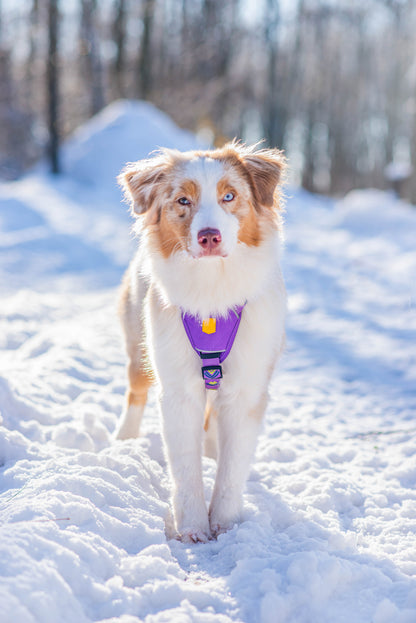 Woolly Wolf Northern Lights szett - hám + póráz