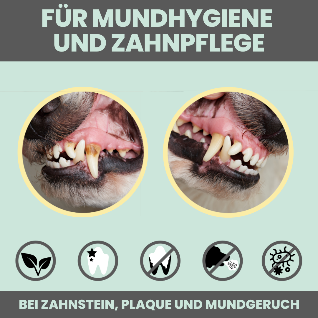noms+ fogápoló spray kutyáknak