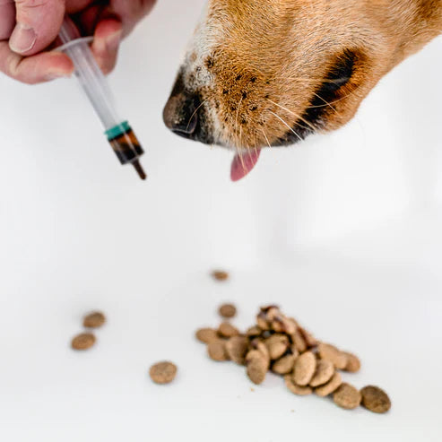 Gazdi adja a Sport & Activity folyékony kiegészítőt kutyájának edzés előtt