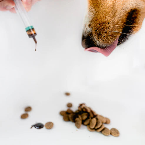 Idős kutya kényelmesen mozog a Vitaltier Fascia Balance segítségével