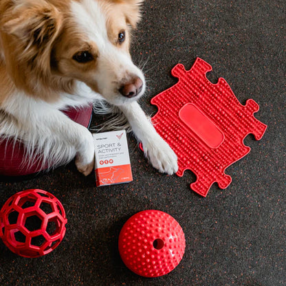 Sport & Activity használata után boldog, pihent kutya