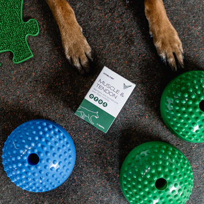 Idős vagy regeneráció alatt álló kutya  a Muscle & Tendonsegítségével gyógyul