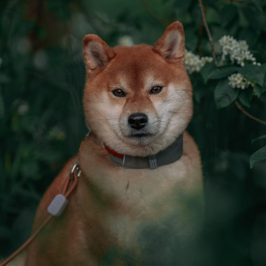 Woolly Wolf Alpha 360 nyakörv Glacier Green színben, aktív kutyáknak