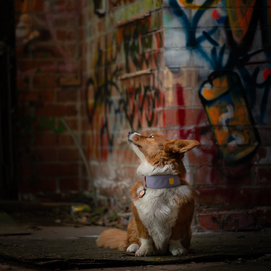 Woolly Wolf nyakörv kutyáknak városi sétákhoz