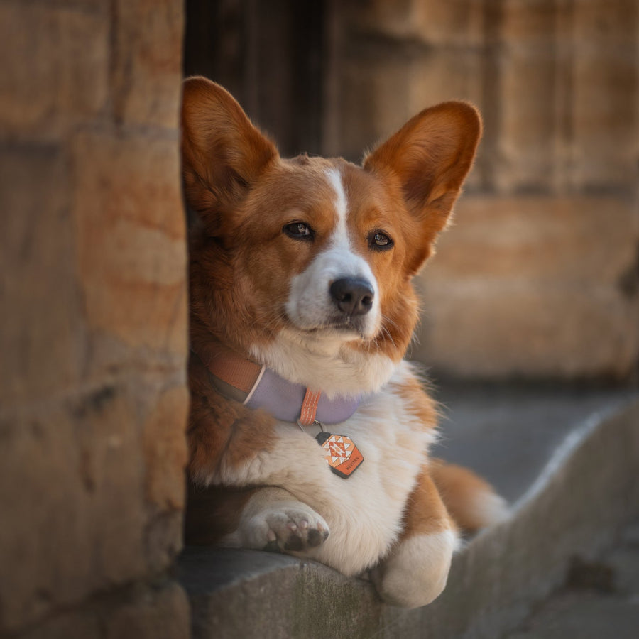 Woolly Wolf nyakörv kutyáknak városi sétákhoz