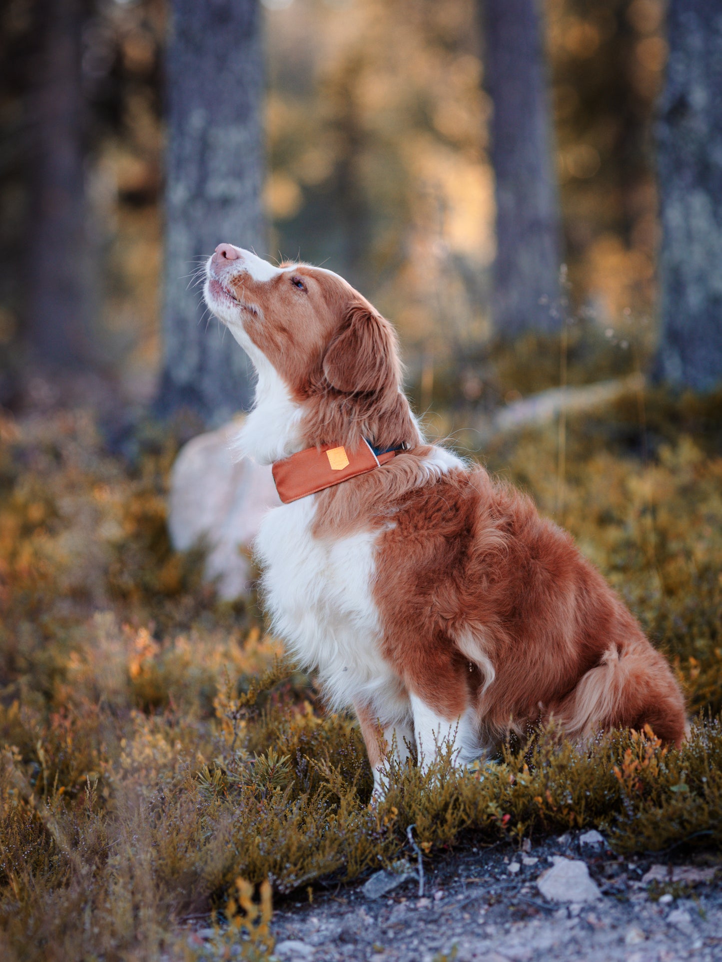 Woolly Wolf Terracocca Mix  kutyanyakörv - újrahasznosított anyagokból