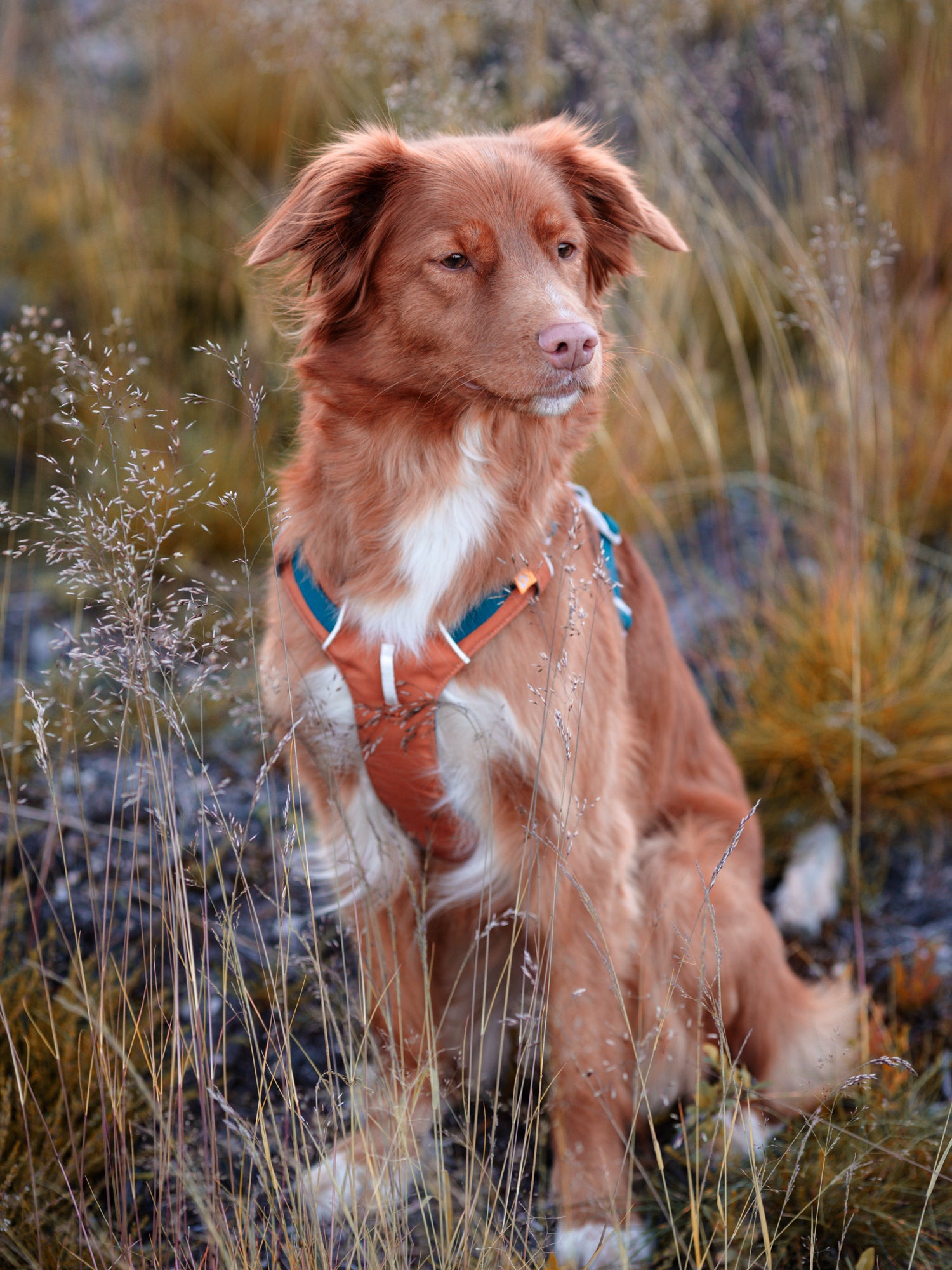 Woolly Wolf kutyahám, aktív kutyáknak