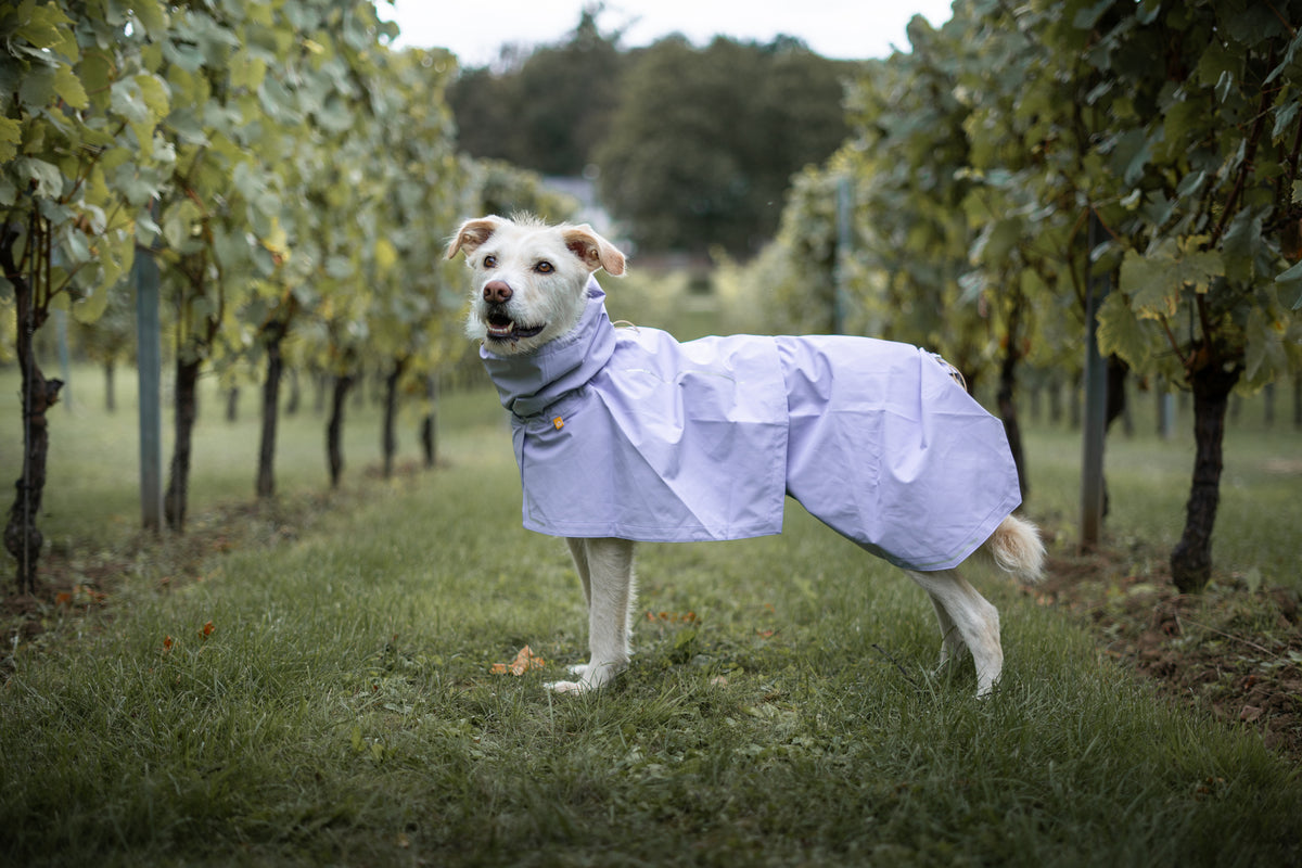 Woolly Wolf Cloudshell Rain Jacket vízálló kutyakabát Levendula színben