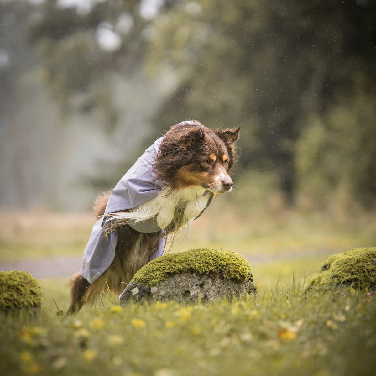 Woolly Wolf esőkabát kutyáknak - szabad mozgást biztosít