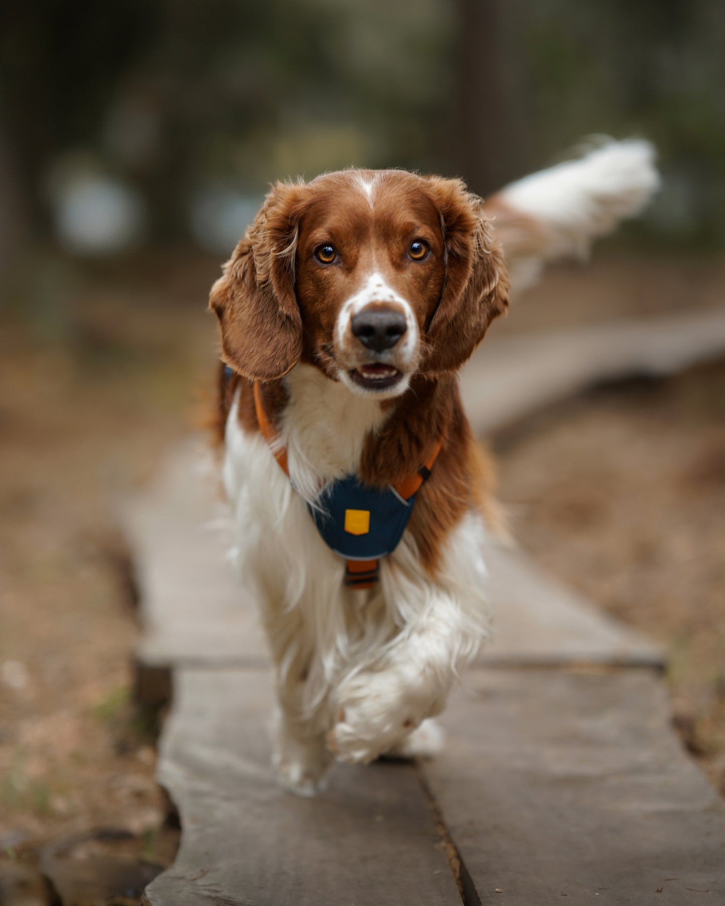 Woolly Wolf Color Block szett - hám + póráz