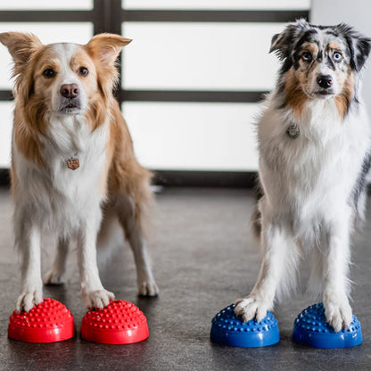Aktív kutya mozgás közben a Fascia Balance kiegészítővel támogatva