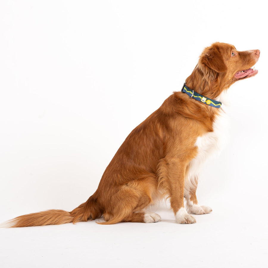 Wolly Wolf Horizon kutyanyakörv