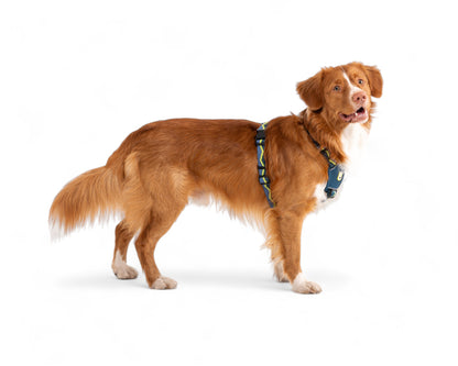 Woolly Wolf Horizon szett  szett - hám + póráz